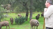 A Portuguese swineherd in an attractive and productive oak parkland.