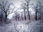 A burr oak, and shagbark hickories: wouldn't it be nice to see multi-species grazing happening under those trees?