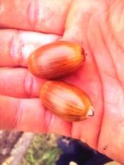 Unblemished acorns from an English Oak in Portsmouth. I ate them unroasted: mildly sweet, with zero bitterness. I'm sure pigs would enjoy them more, though.