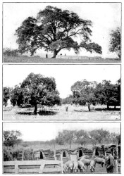 Iberian pork raising, form J. Russel Smith's "Tree Crops"