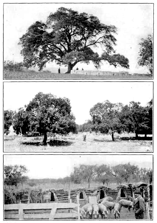Iberian pork raising, form J. Russel Smith's "Tree Crops"