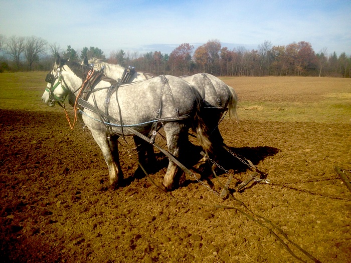 Chain harrowing some VERY rough ground the day before garlic planting started.
