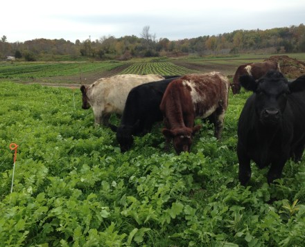 Shorthorns and Angus strip graze a fresh break of cover crop on next year's strawberry patch.
