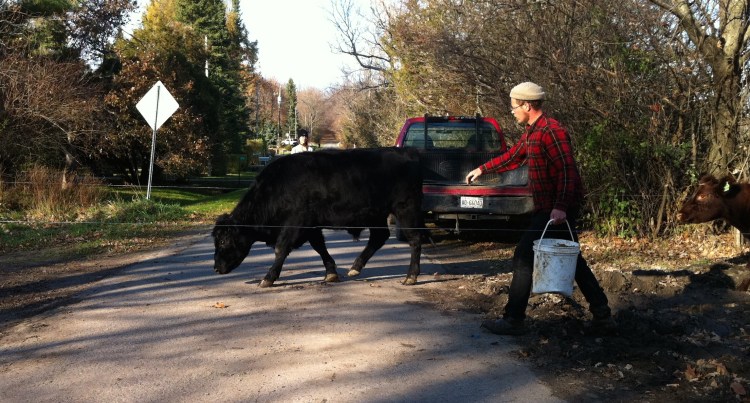 Moving cattle across public roads with a pail of beer grains... Fun!
